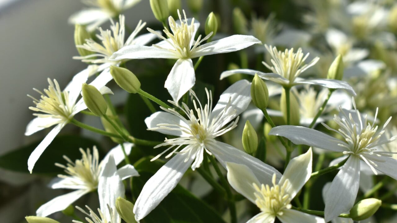 噴出する仙人草の雄蕊202109-5