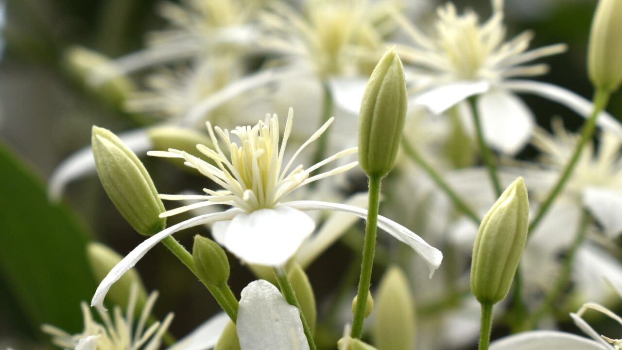 噴出する仙人草の雄蕊202109-6