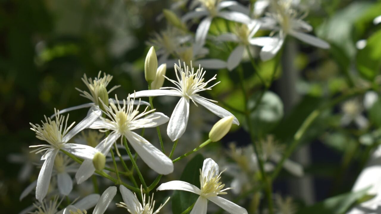 仙人草の十字花202109-7