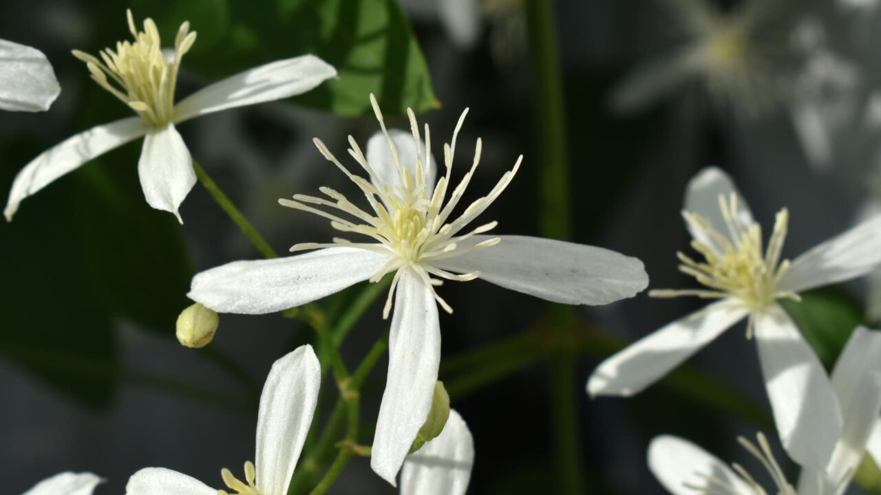仙人草の十字花202109-8