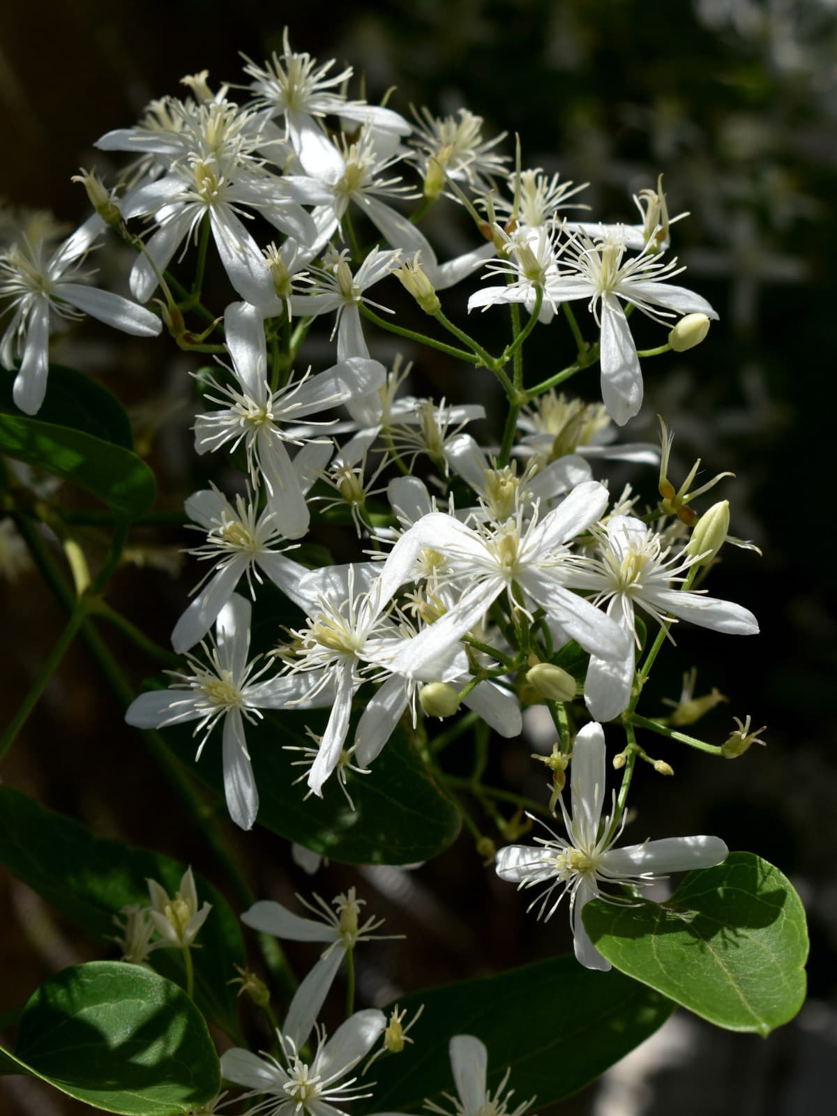 日向日陰の仙人草202109-9