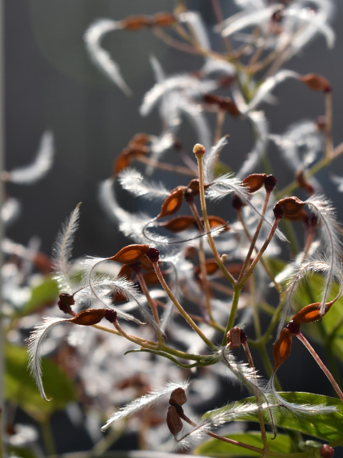 仙人草の種202111-縦画像1