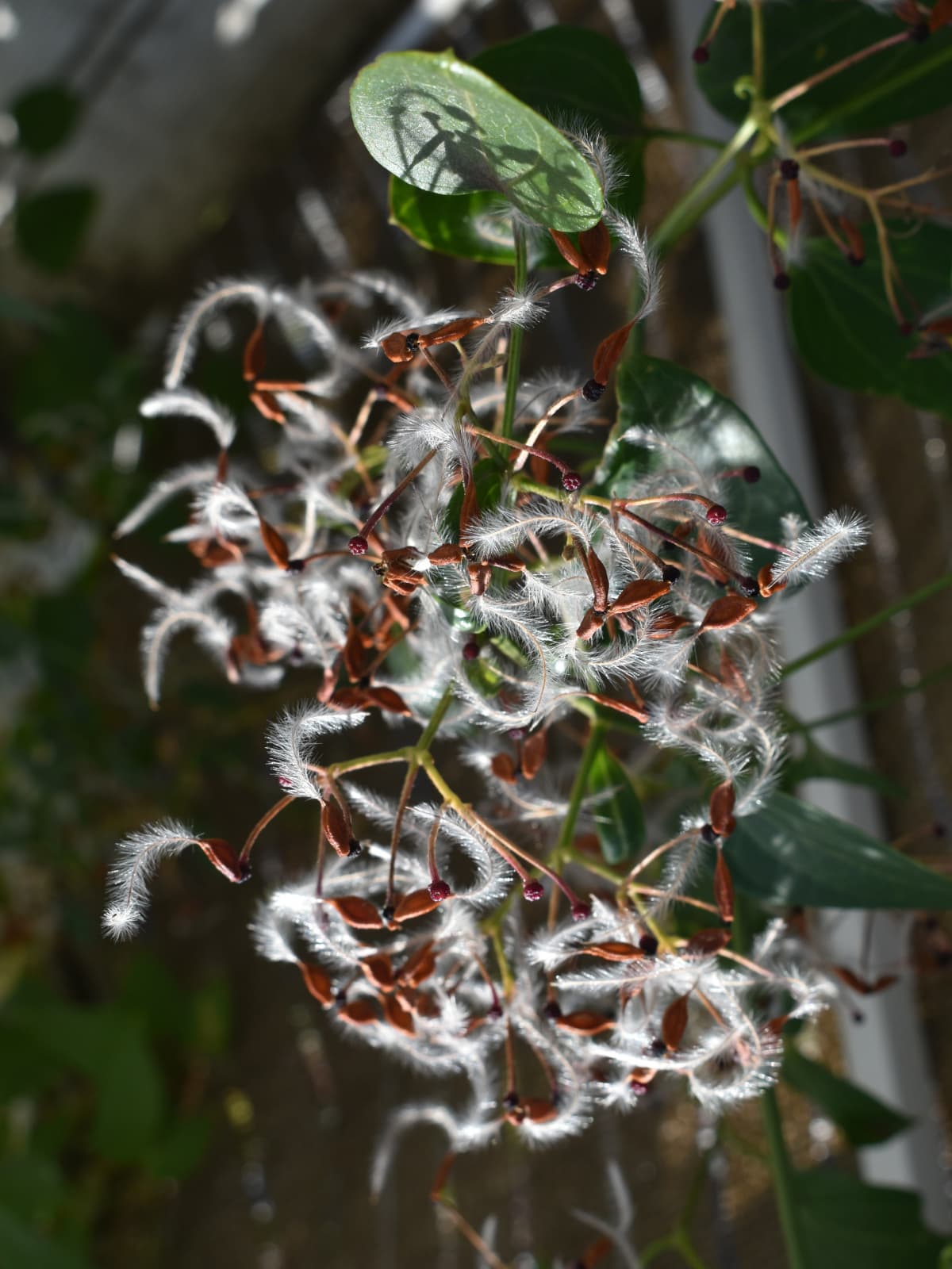 仙人草の種202111-縦画像2