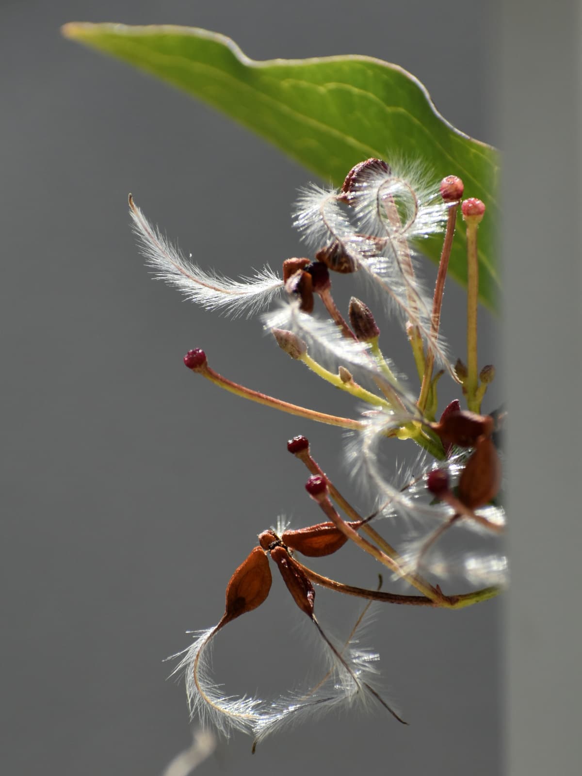 仙人草の種202111-縦画像3