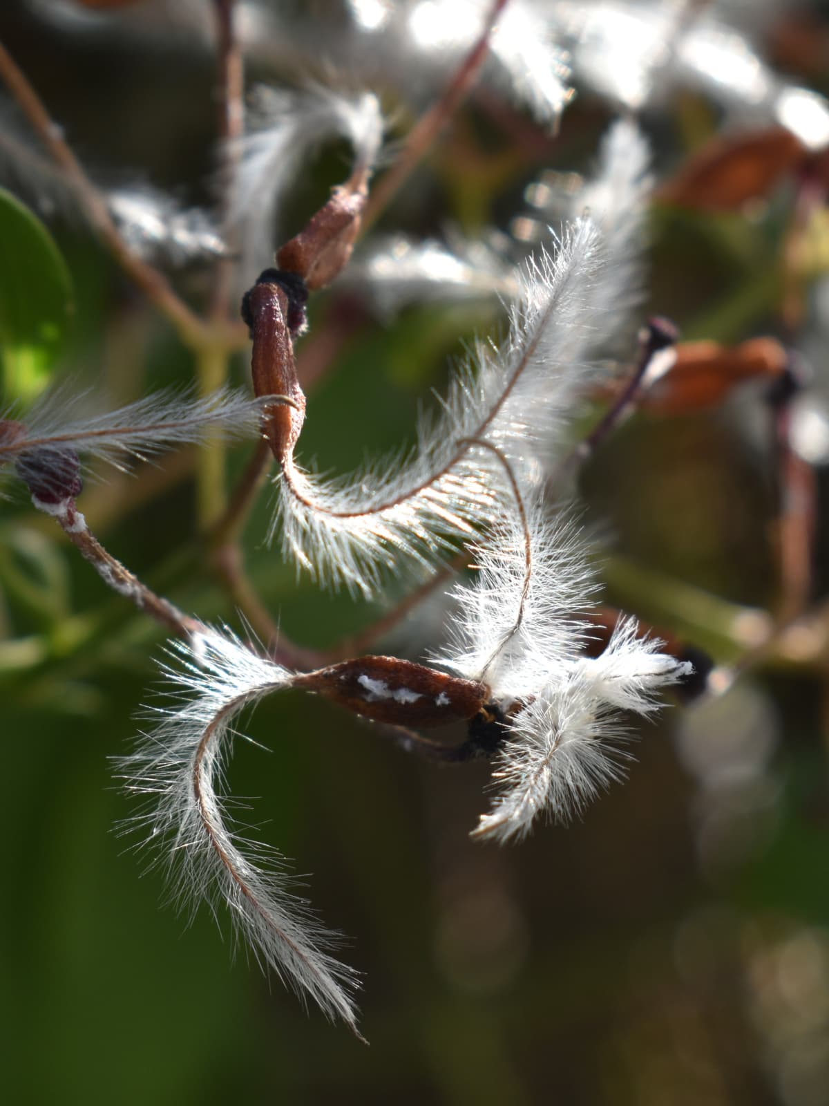 仙人草の種202111-縦画像4