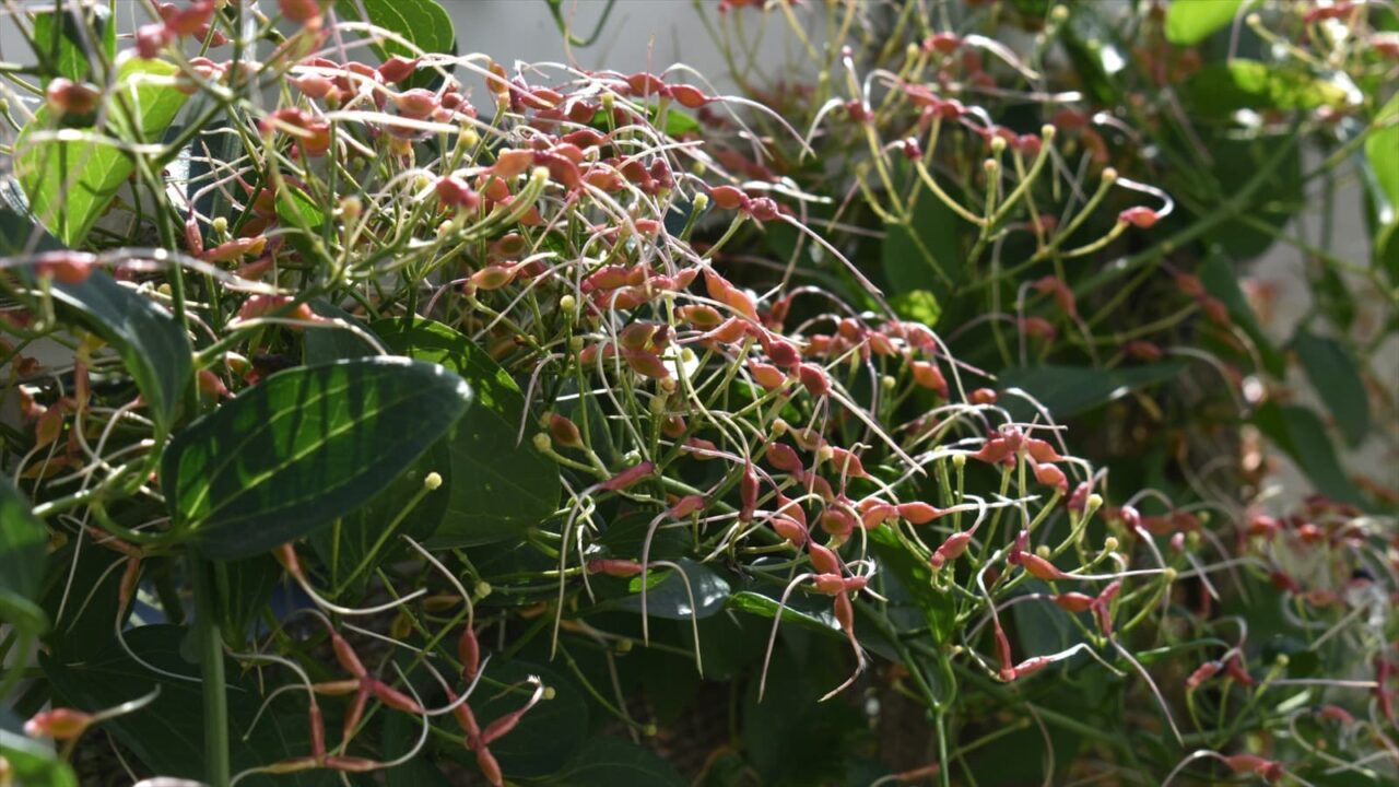 仙人草の種202111-1