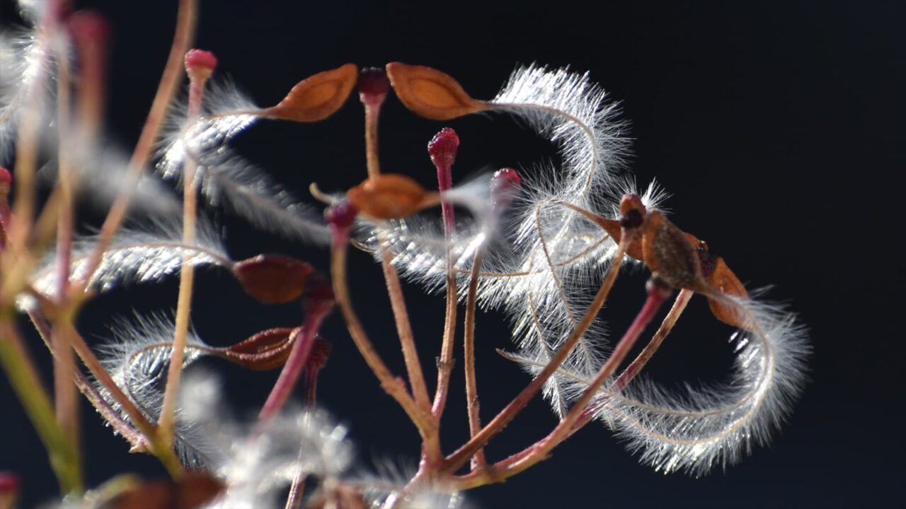 仙人草の種202111-10