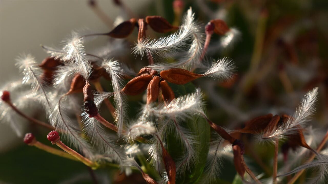 仙人草の種202111-11