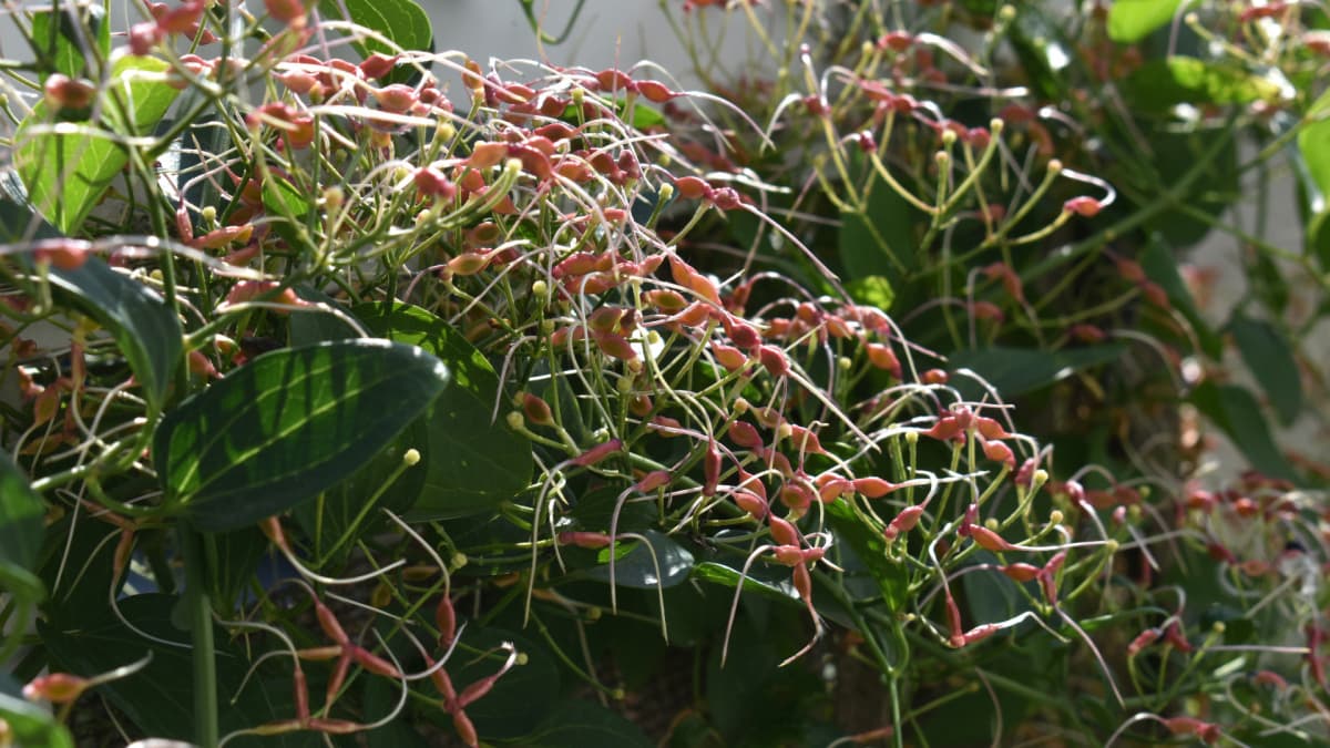 仙人草の種202111（キャッチ画像）