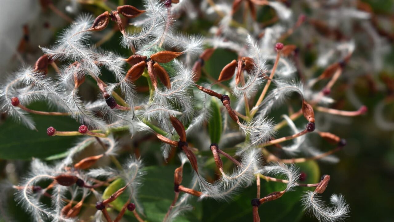 仙人草の種202111-13