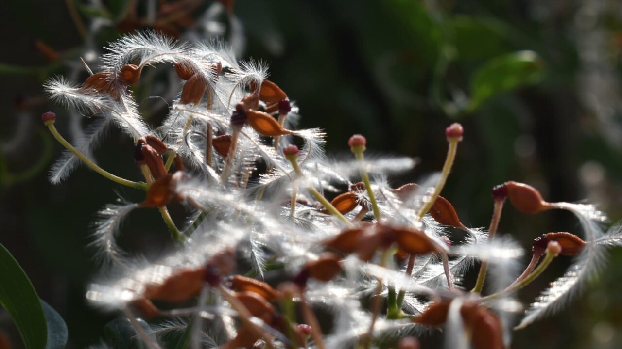 仙人草の種202111-14