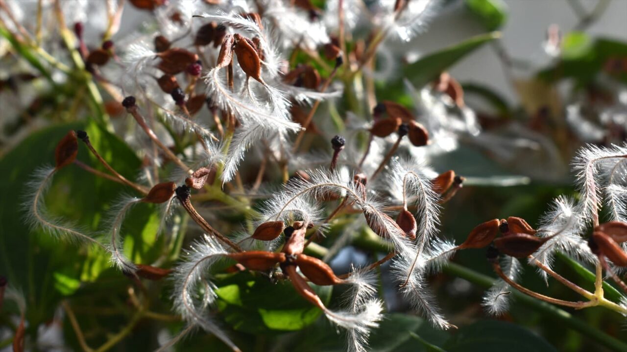 仙人草の種202111-16