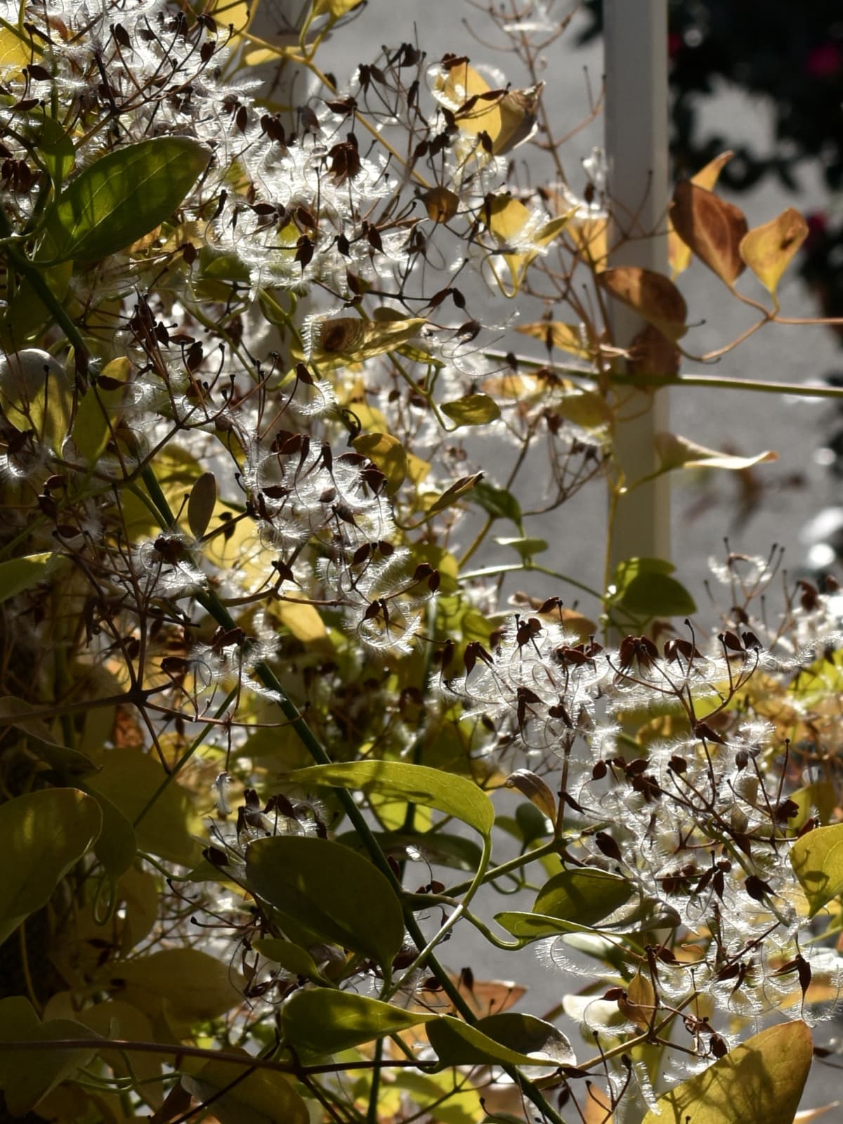 仙人草の種202111-17