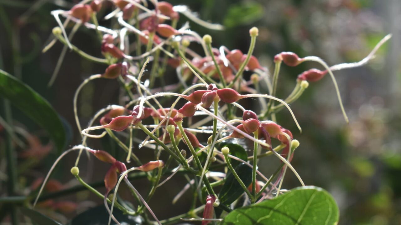 仙人草の種202111-2