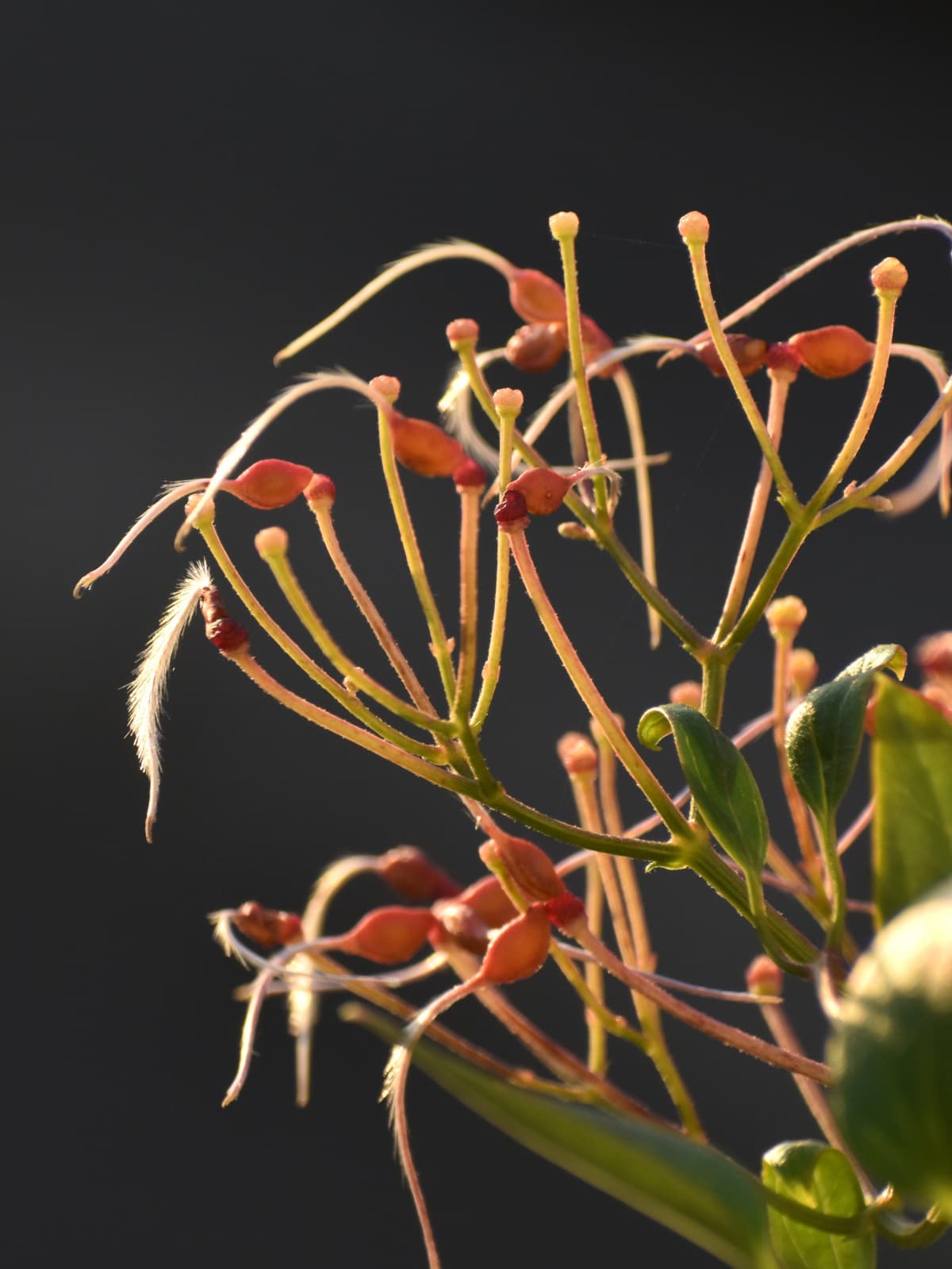 仙人草の種202111-3