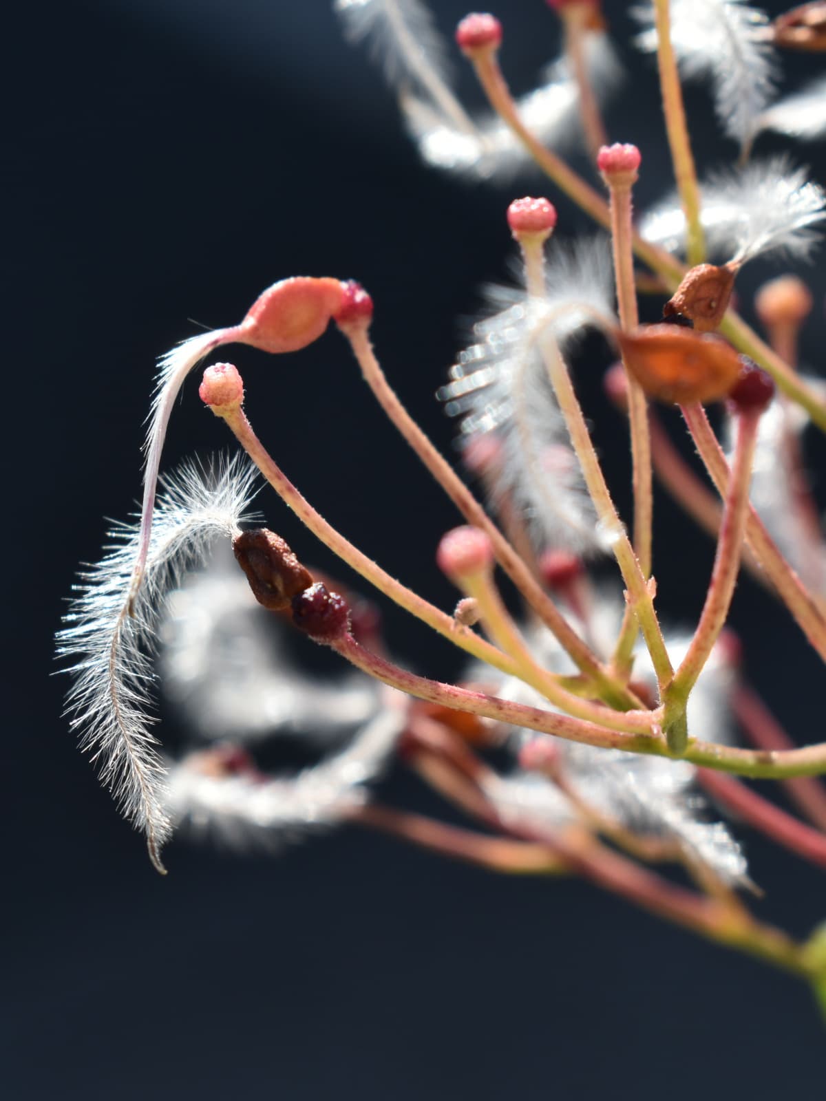仙人草の種202111-4