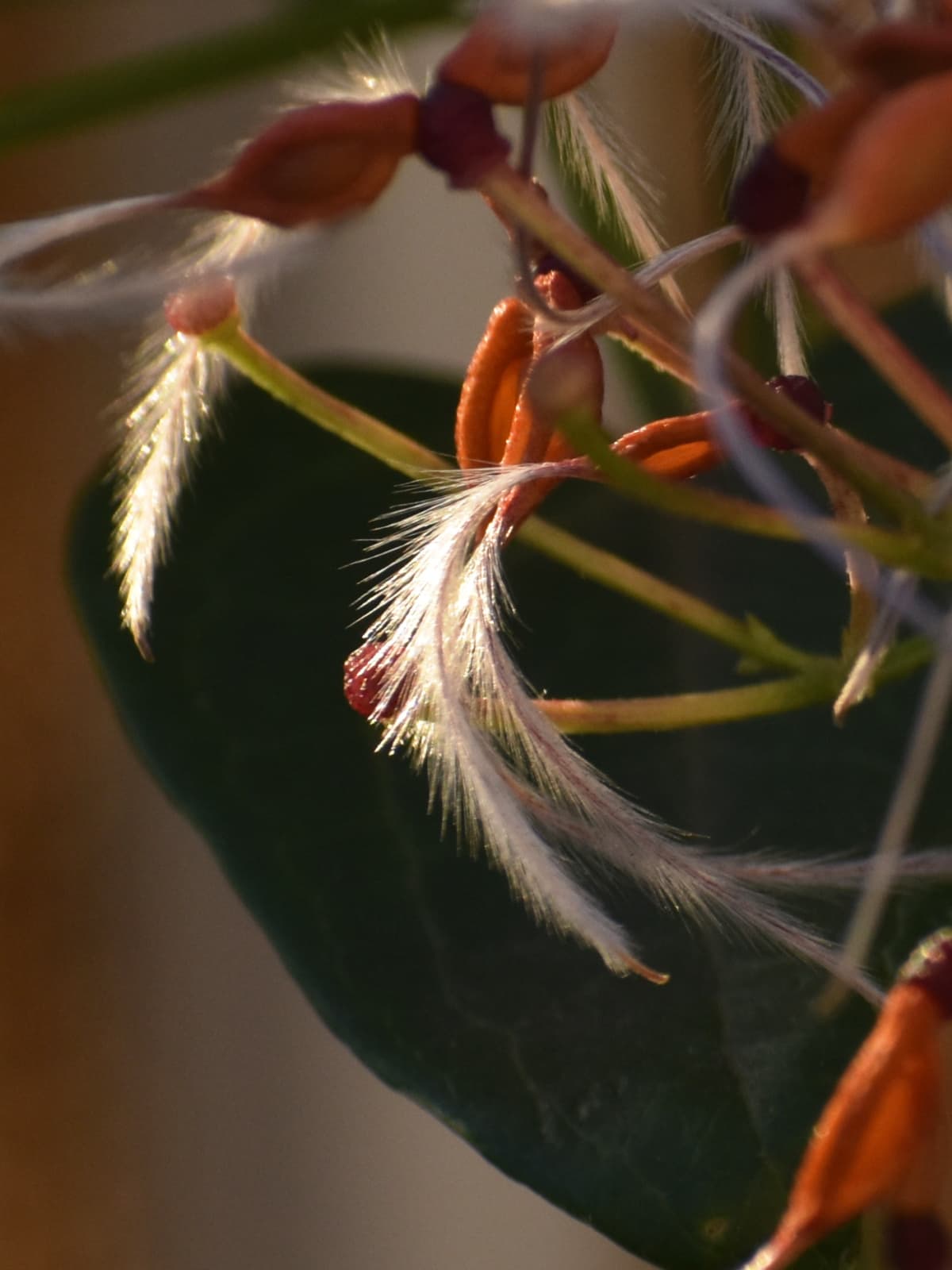 仙人草の種202111-5