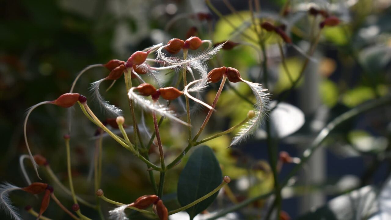 仙人草の種202111-6