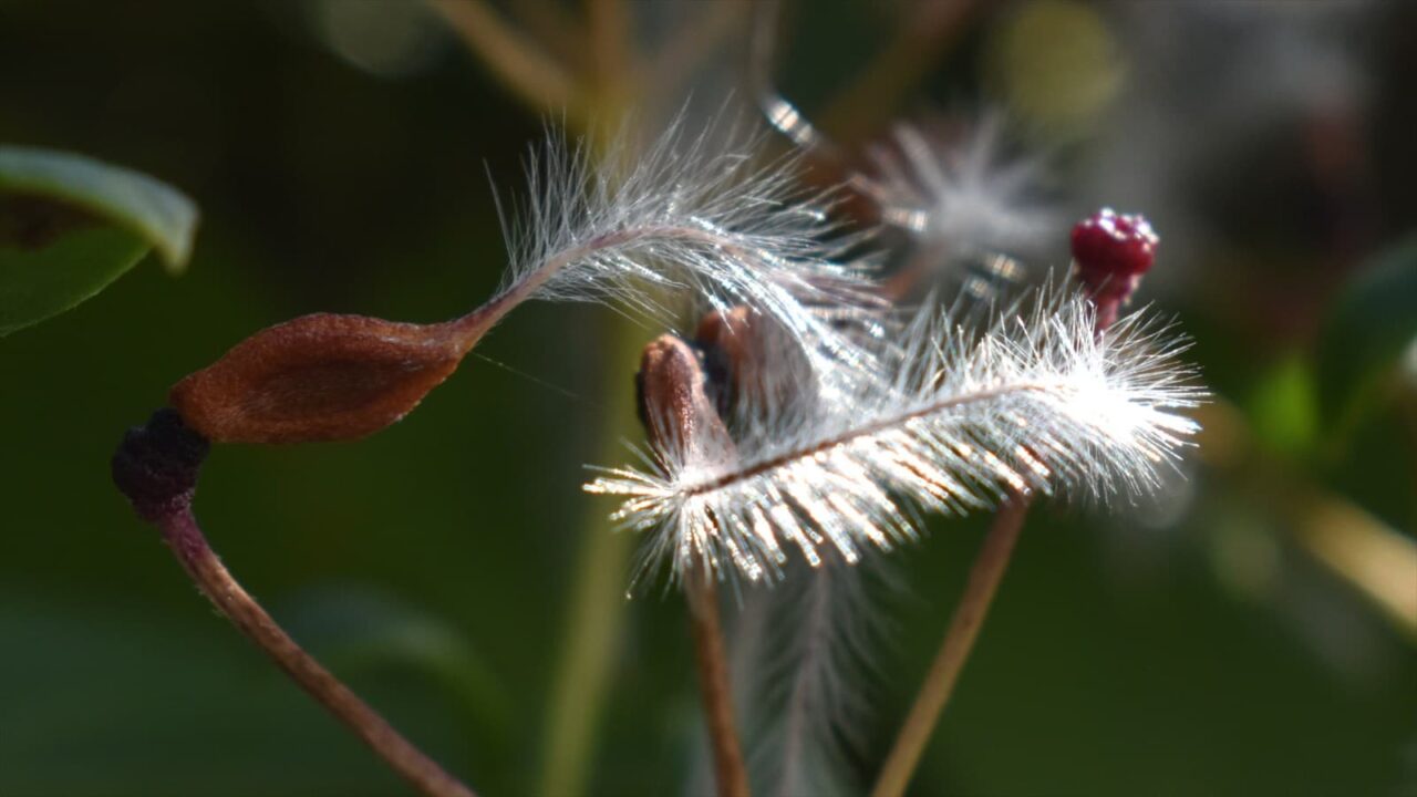 仙人草の種202111-7