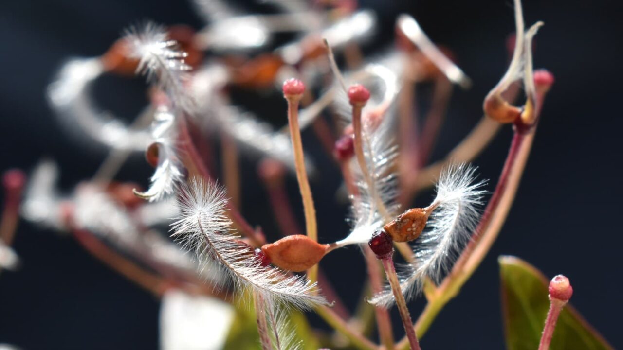 仙人草の種202111-8