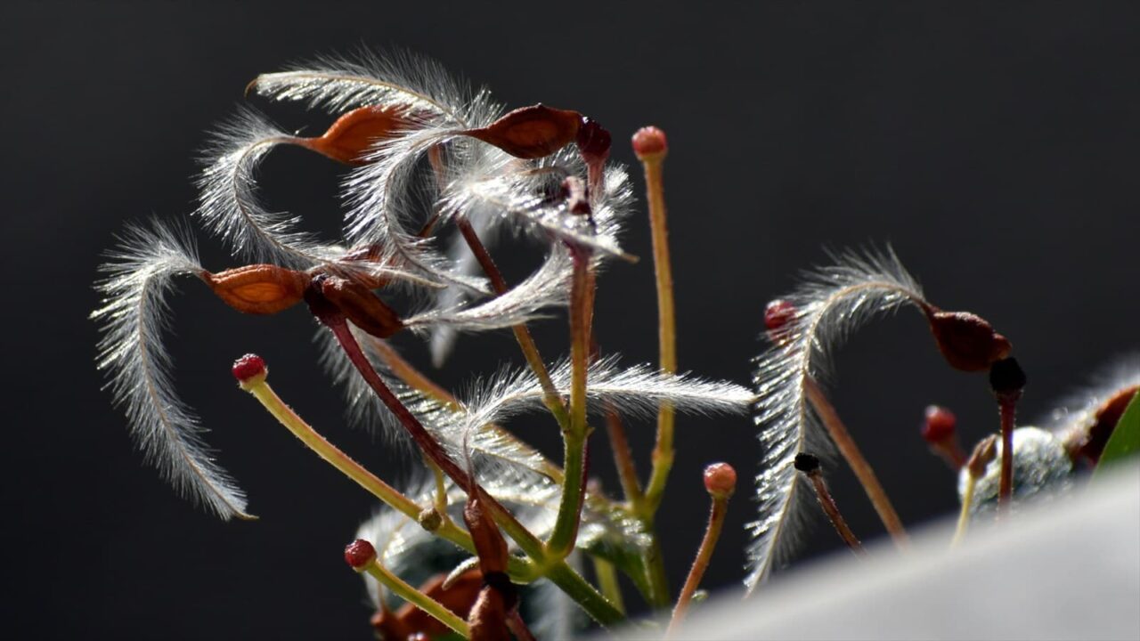 仙人草の種202111-9
