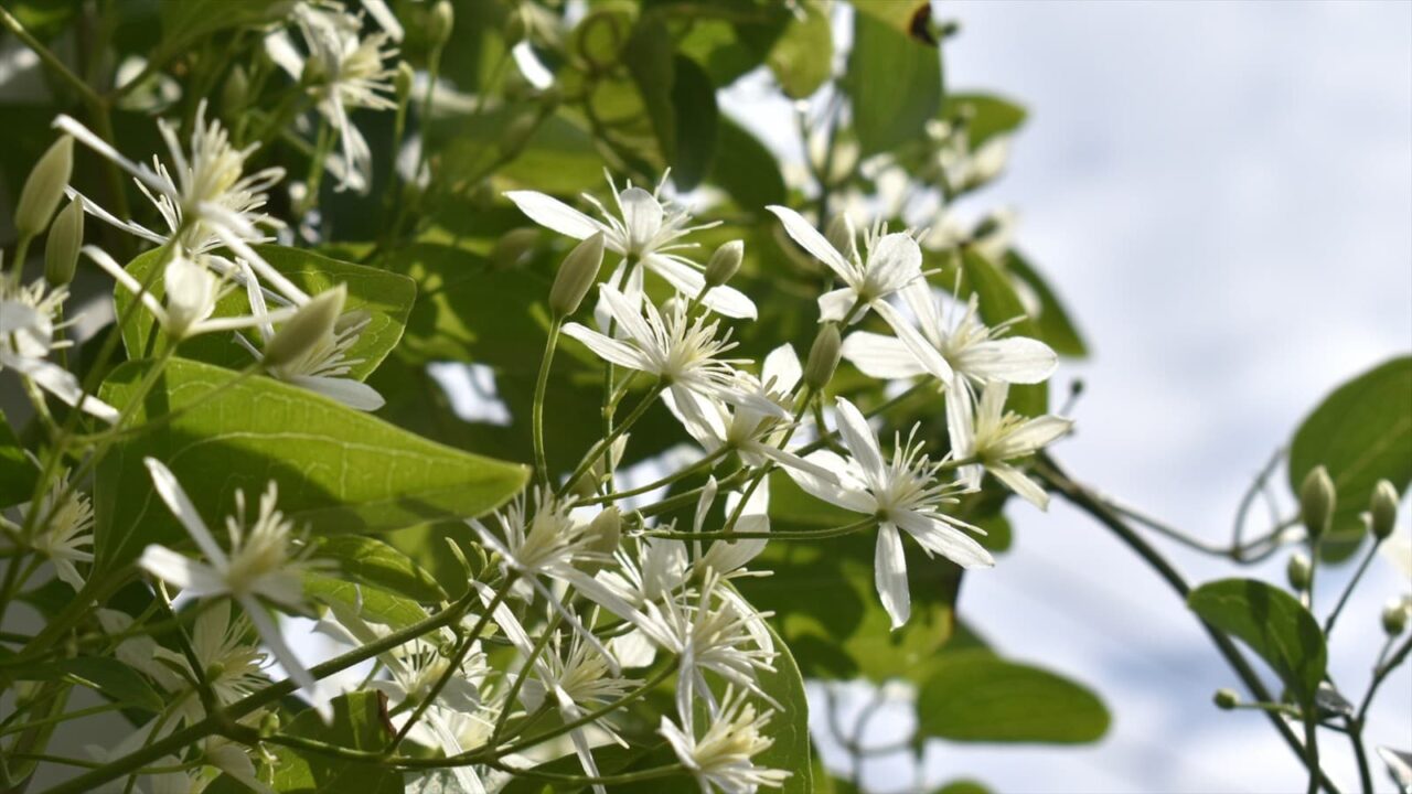 仙人草2021銀空背景1