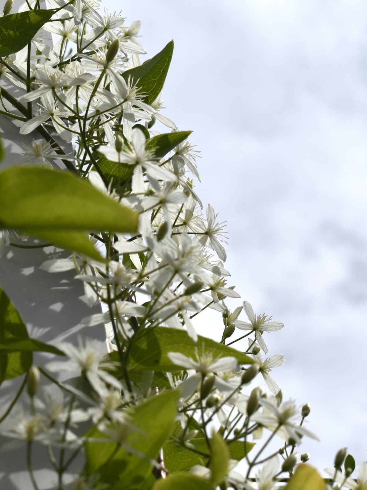 仙人草2021銀空背景2