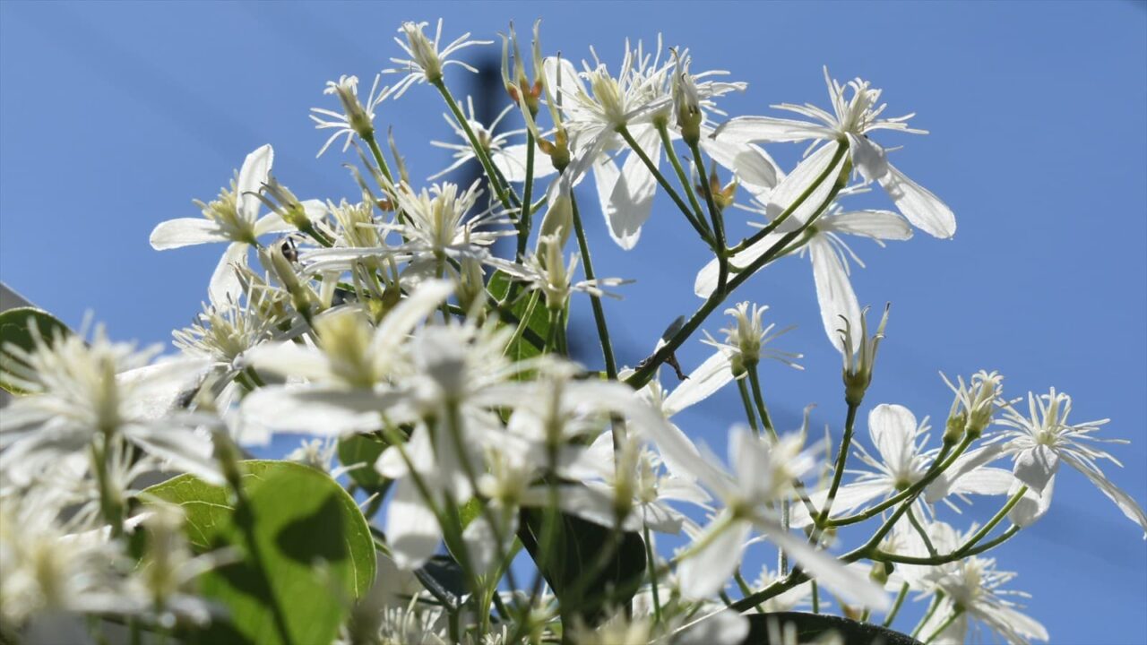 仙人草2021青空背景1