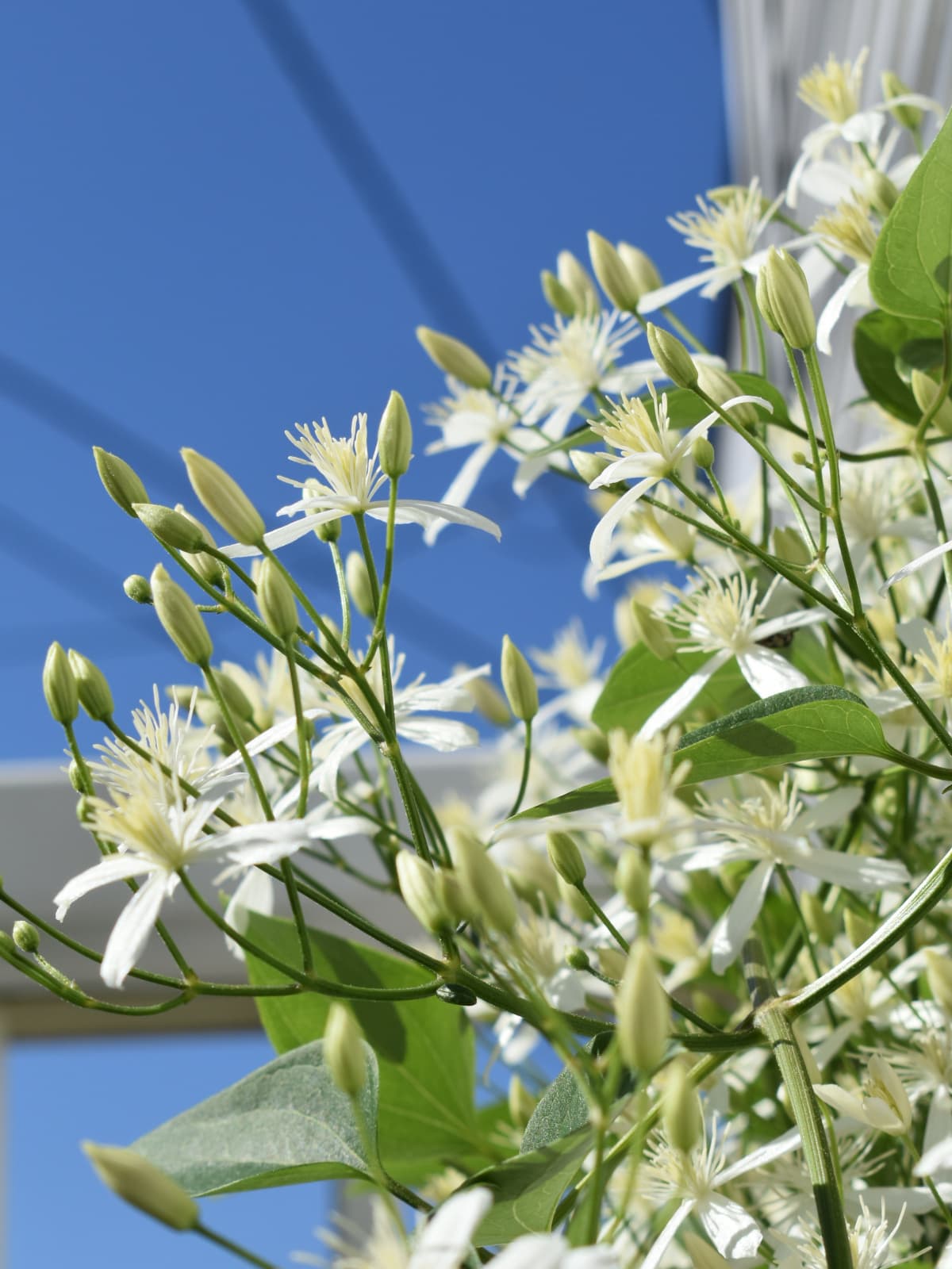 仙人草2021青空背景2