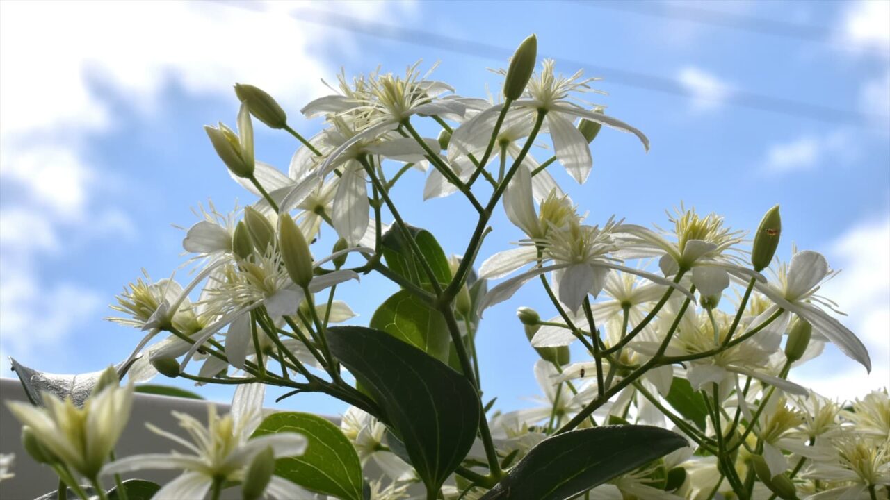 仙人草2021青空背景3