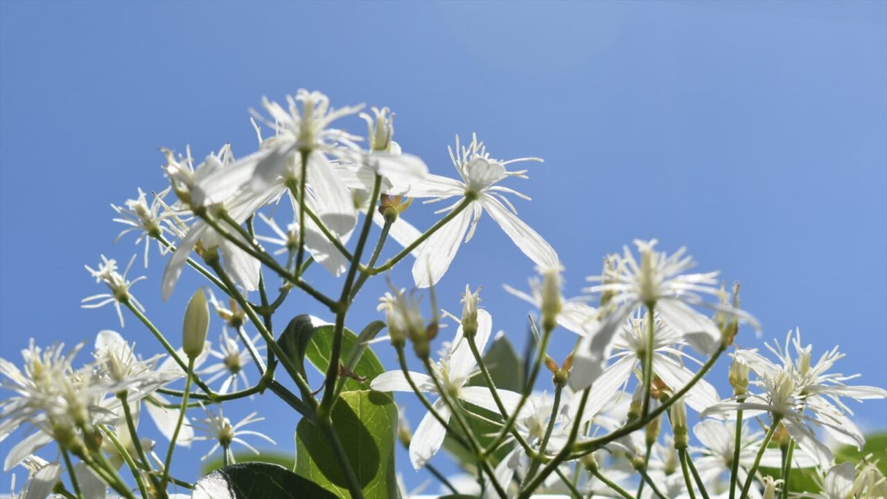 仙人草2021青空背景4