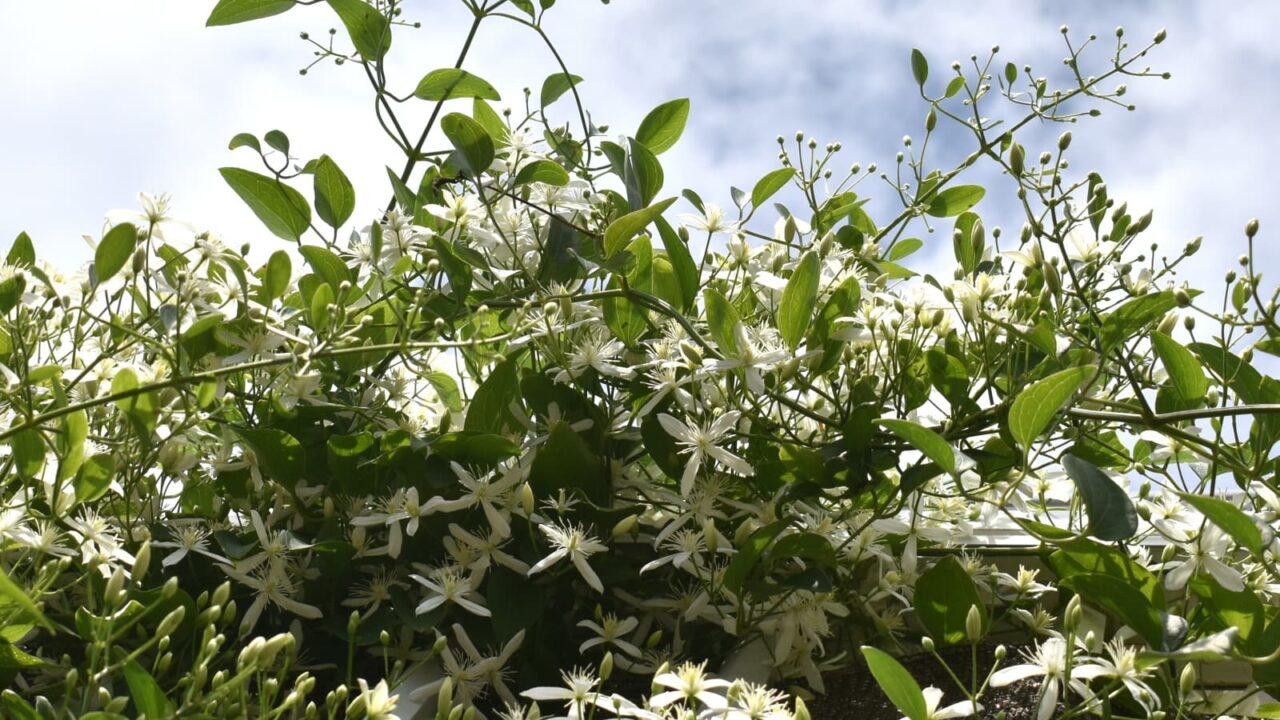 仙人草2021空背景