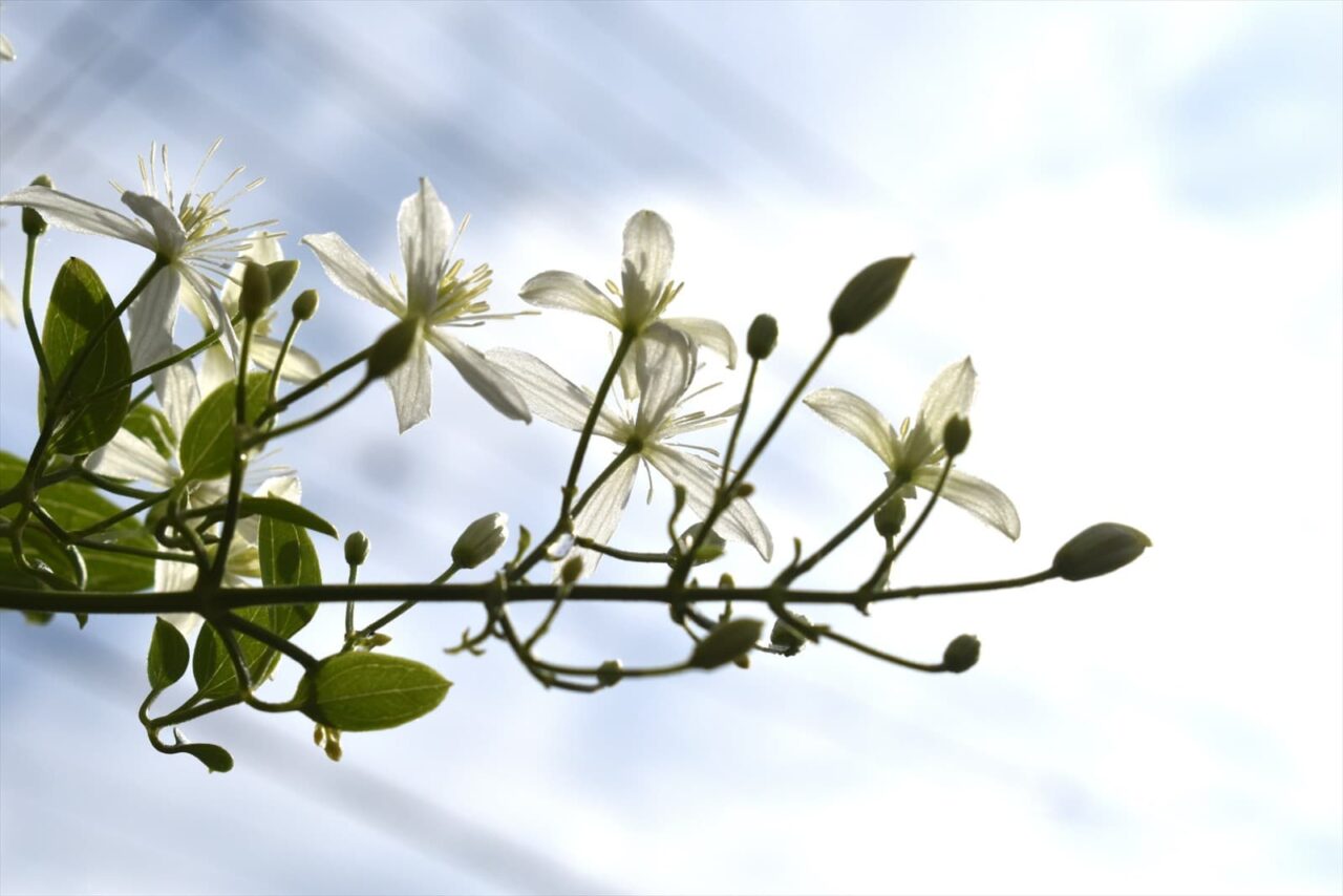 仙人草2021透き通る花弁1