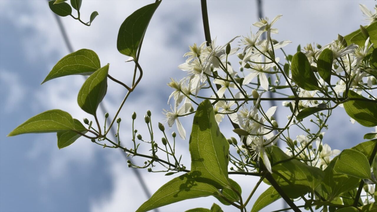 仙人草2021透き通る花弁2