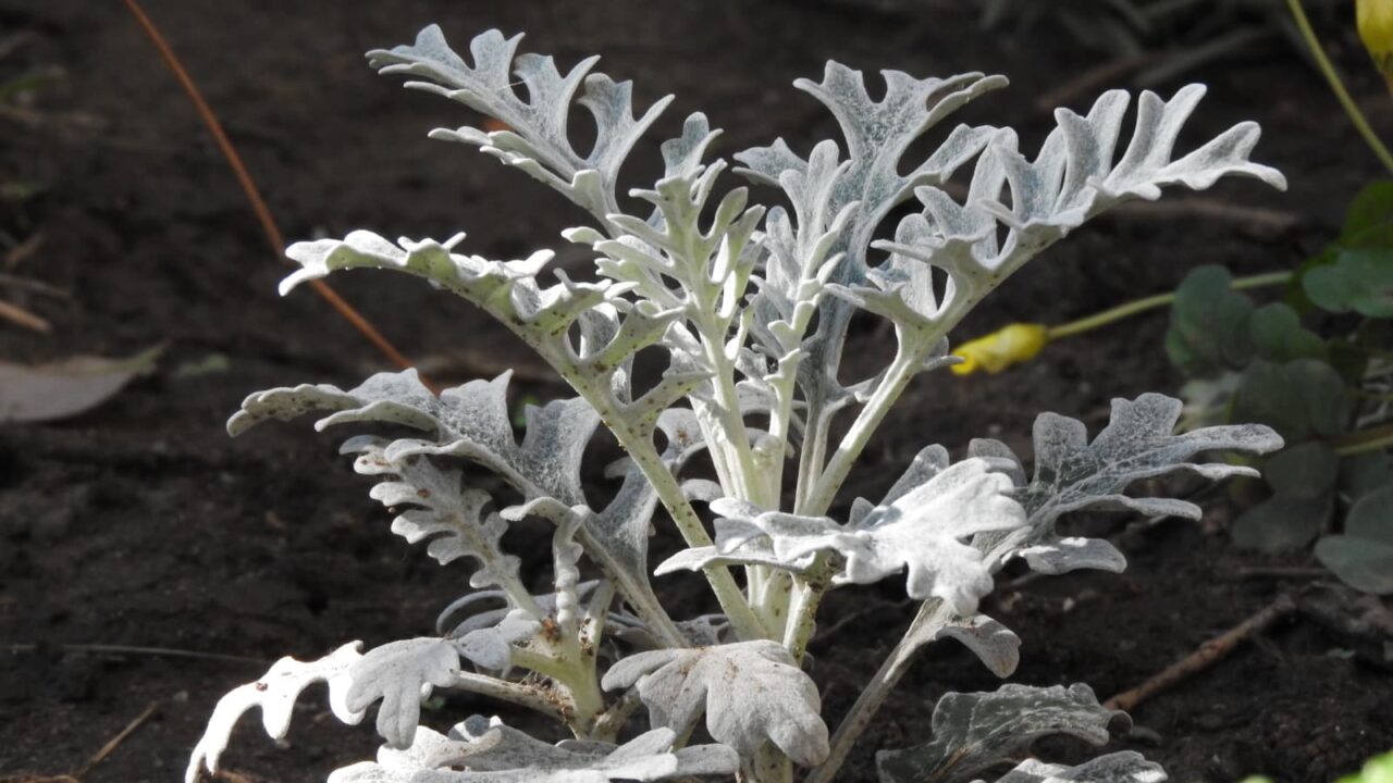 白妙菊20171105-3（株の上部）