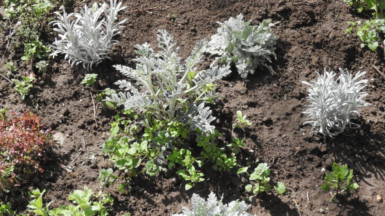 白妙菊20180314-1（他のシルバーリーフと混植）