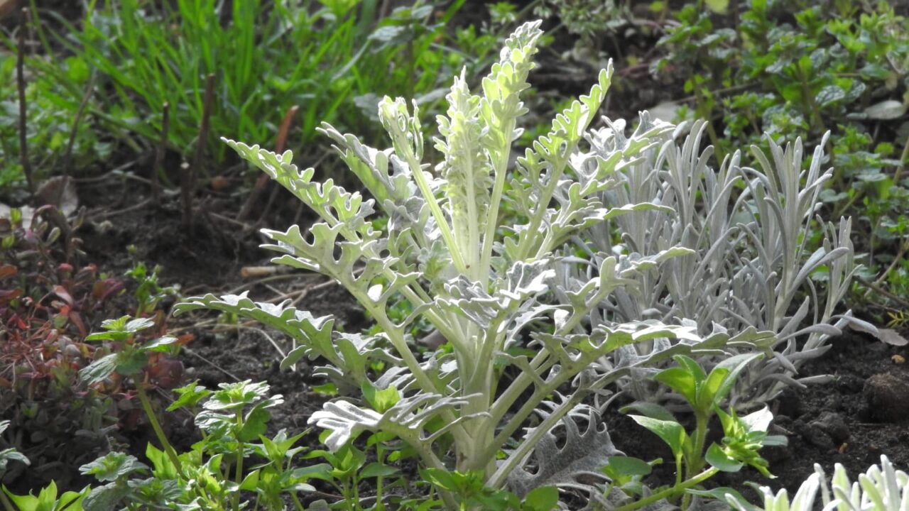 白妙菊20180318（葉の成長）