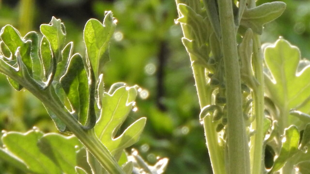 白妙菊20180327-2（オーブ）