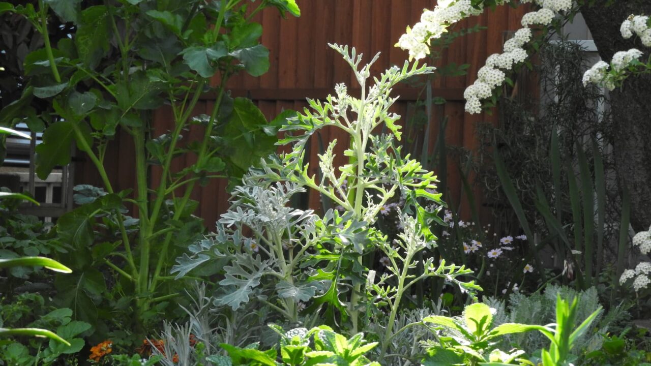 白妙菊20180420-1（茎伸びる全体像）