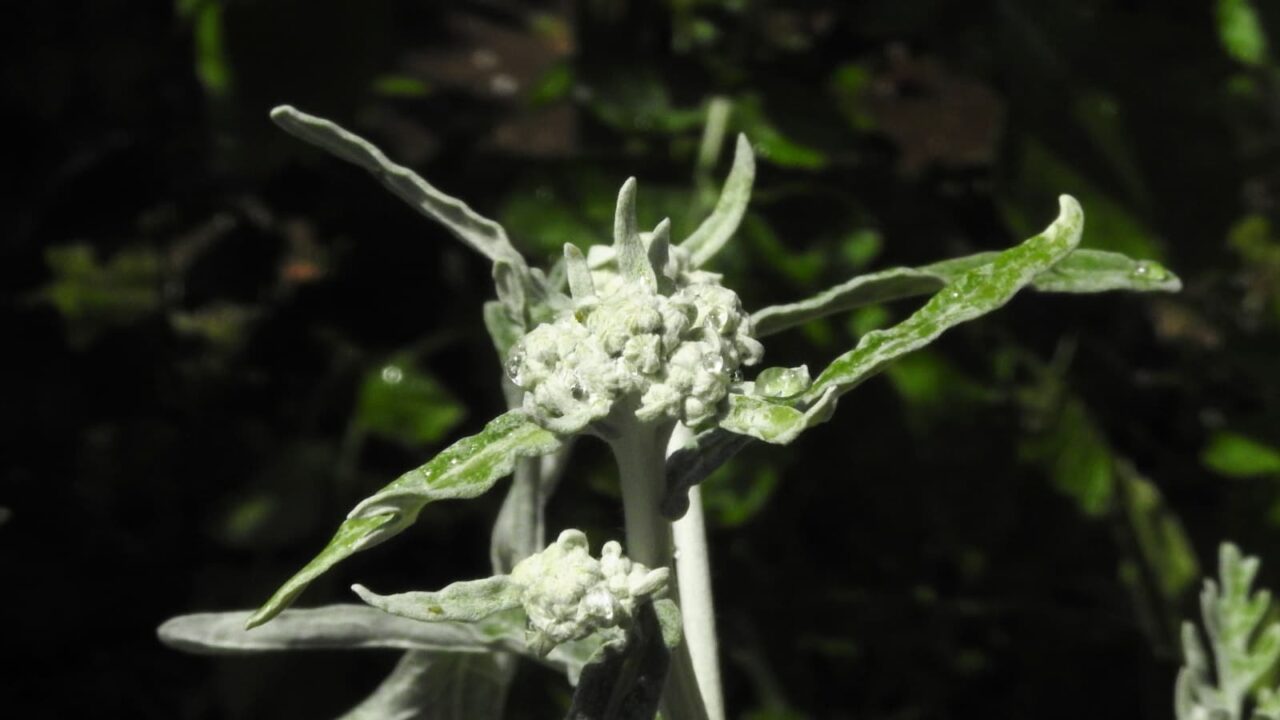 白妙菊20180429（蕾の塊できる）