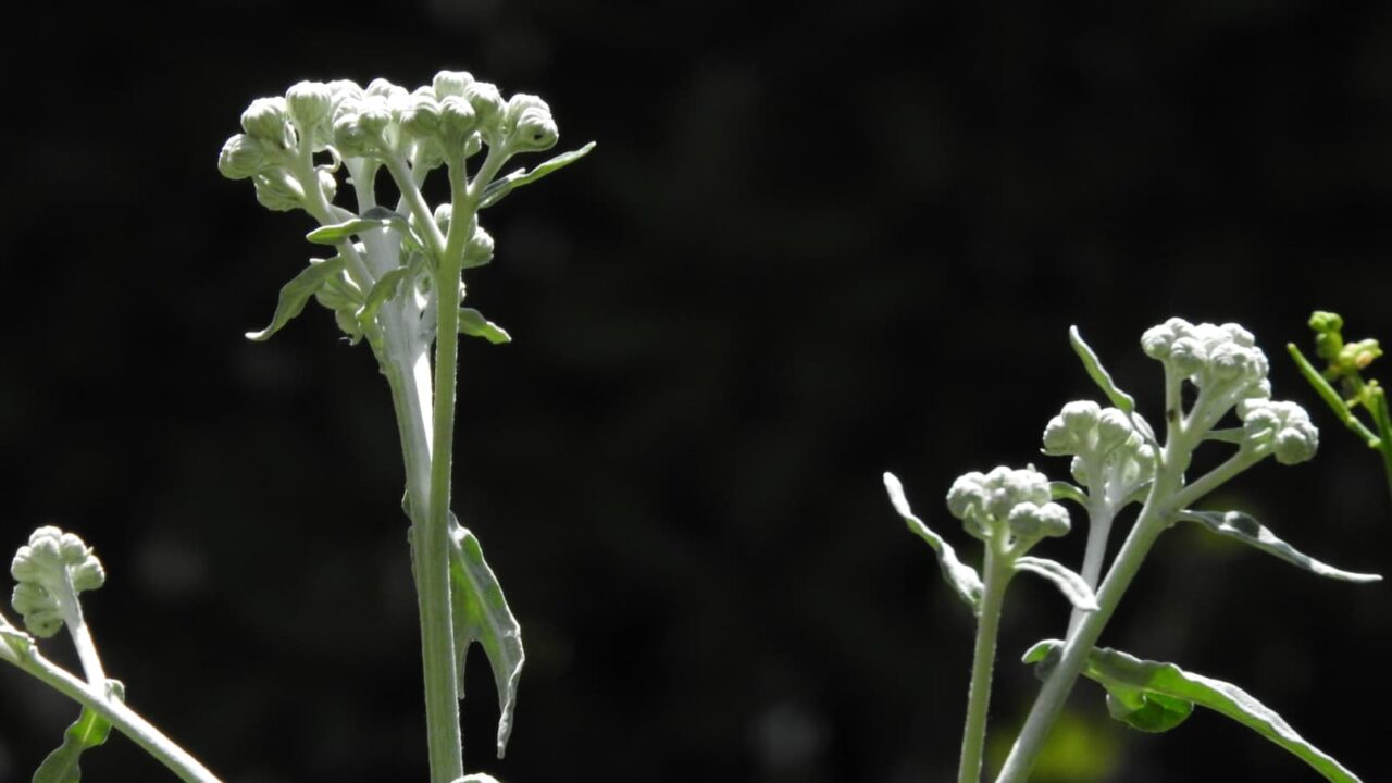 白妙菊20180514（花柄伸びる）