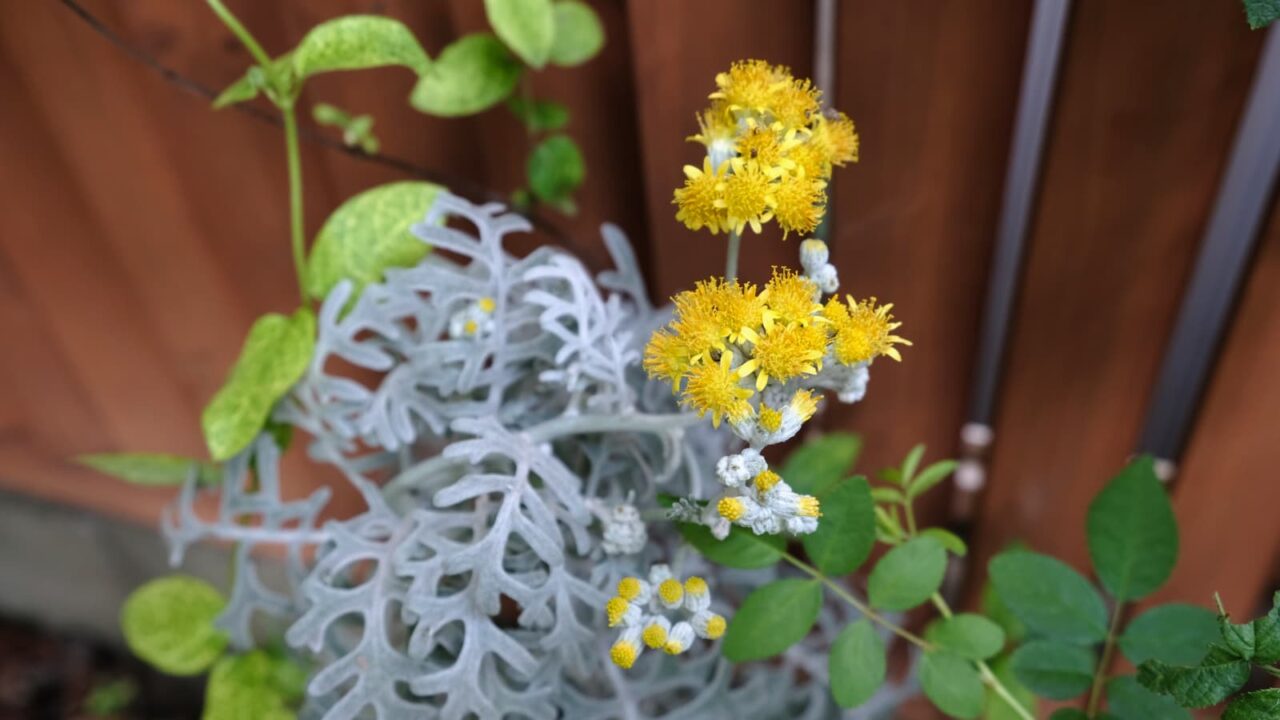 白妙菊20180715（黄色い花が群れ咲く）
