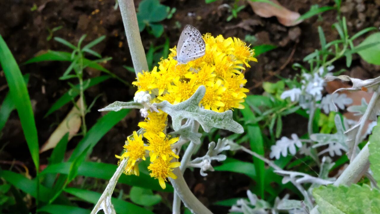 白妙菊20180720（黄色い花にシジミ）