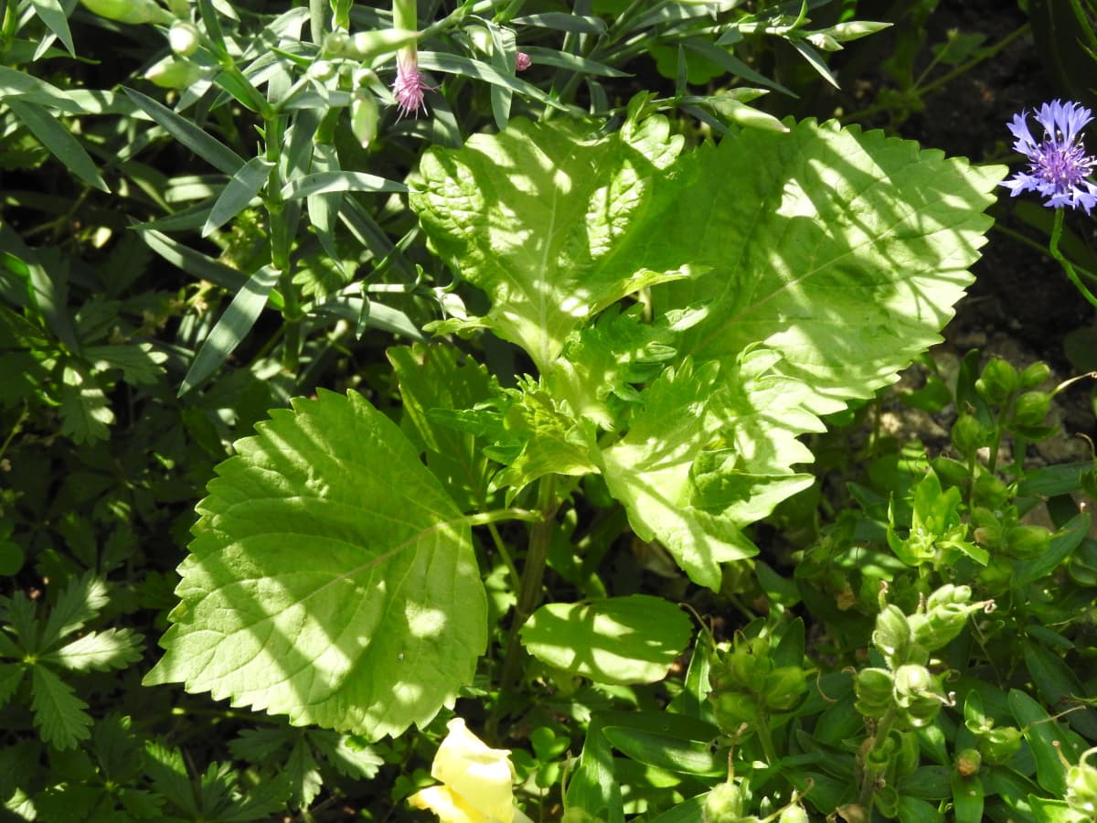 生えてきた紫蘇20180516