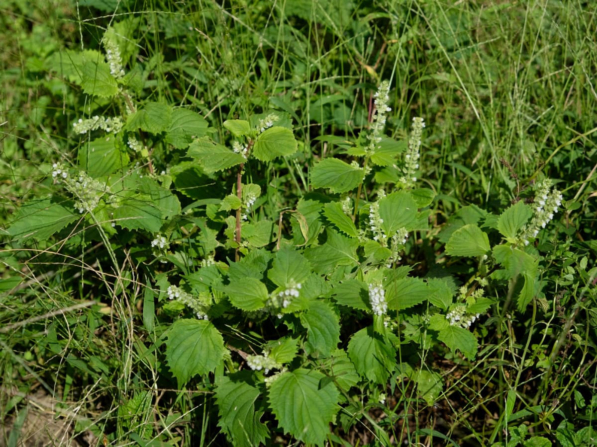 紫蘇の花20180928-1