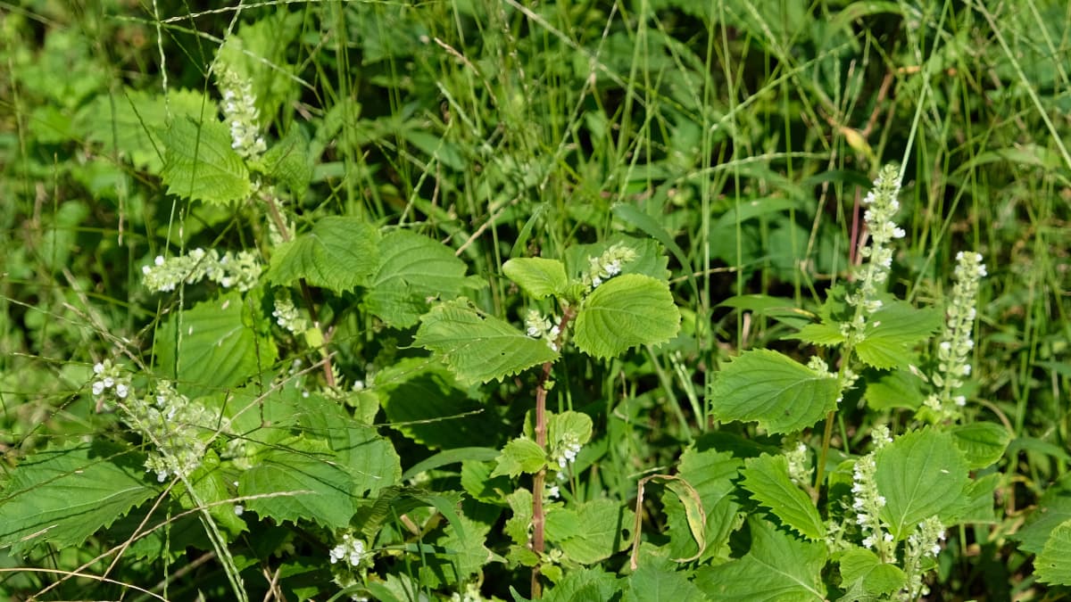紫蘇の花20180928（キャッチ画像）