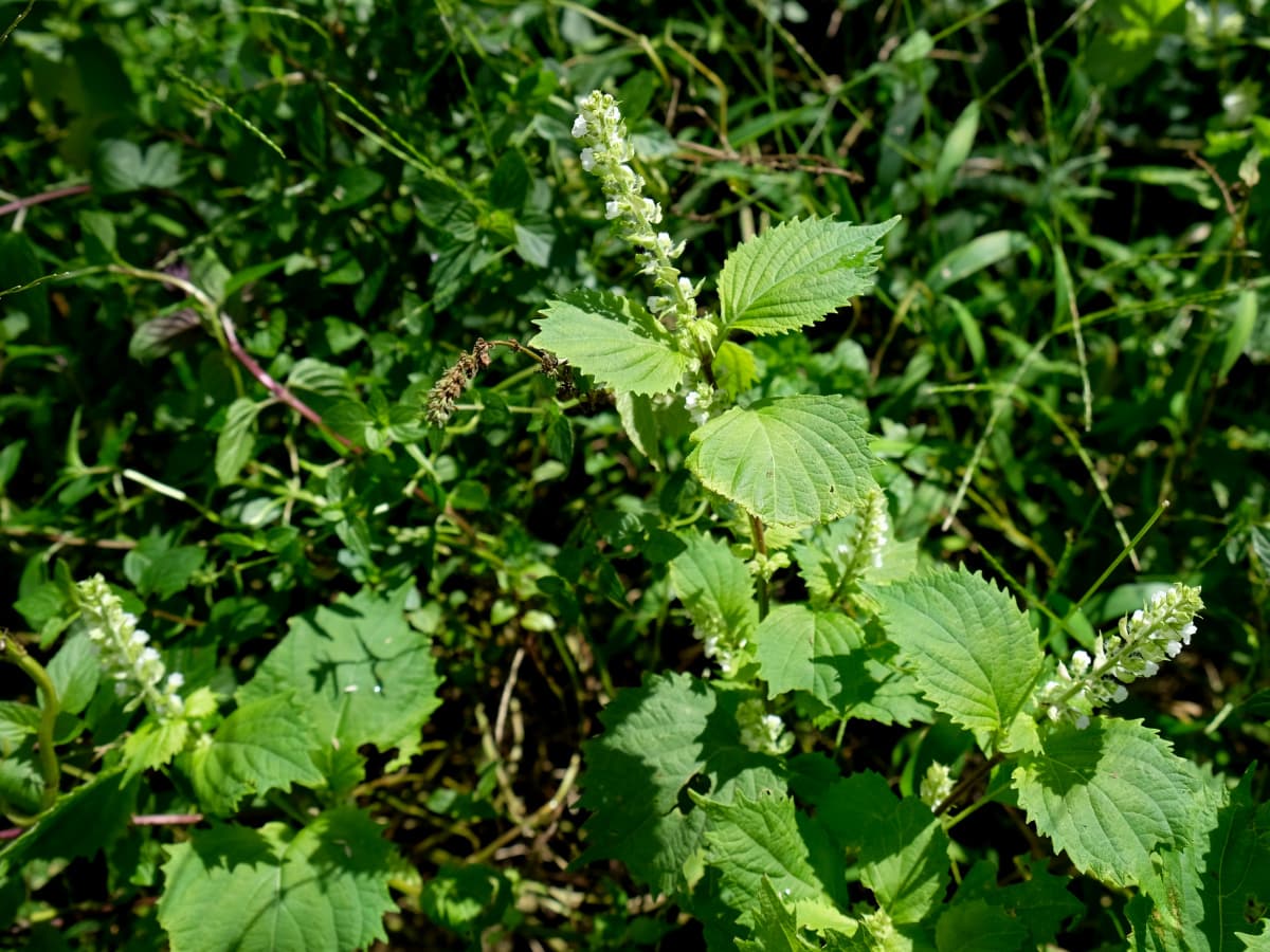 紫蘇の花20180928-2
