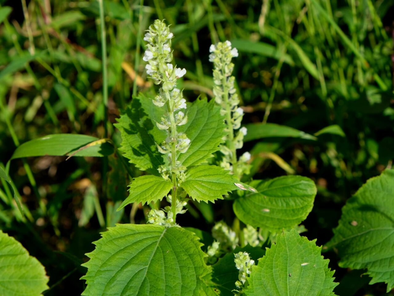 紫蘇の花20180928-1