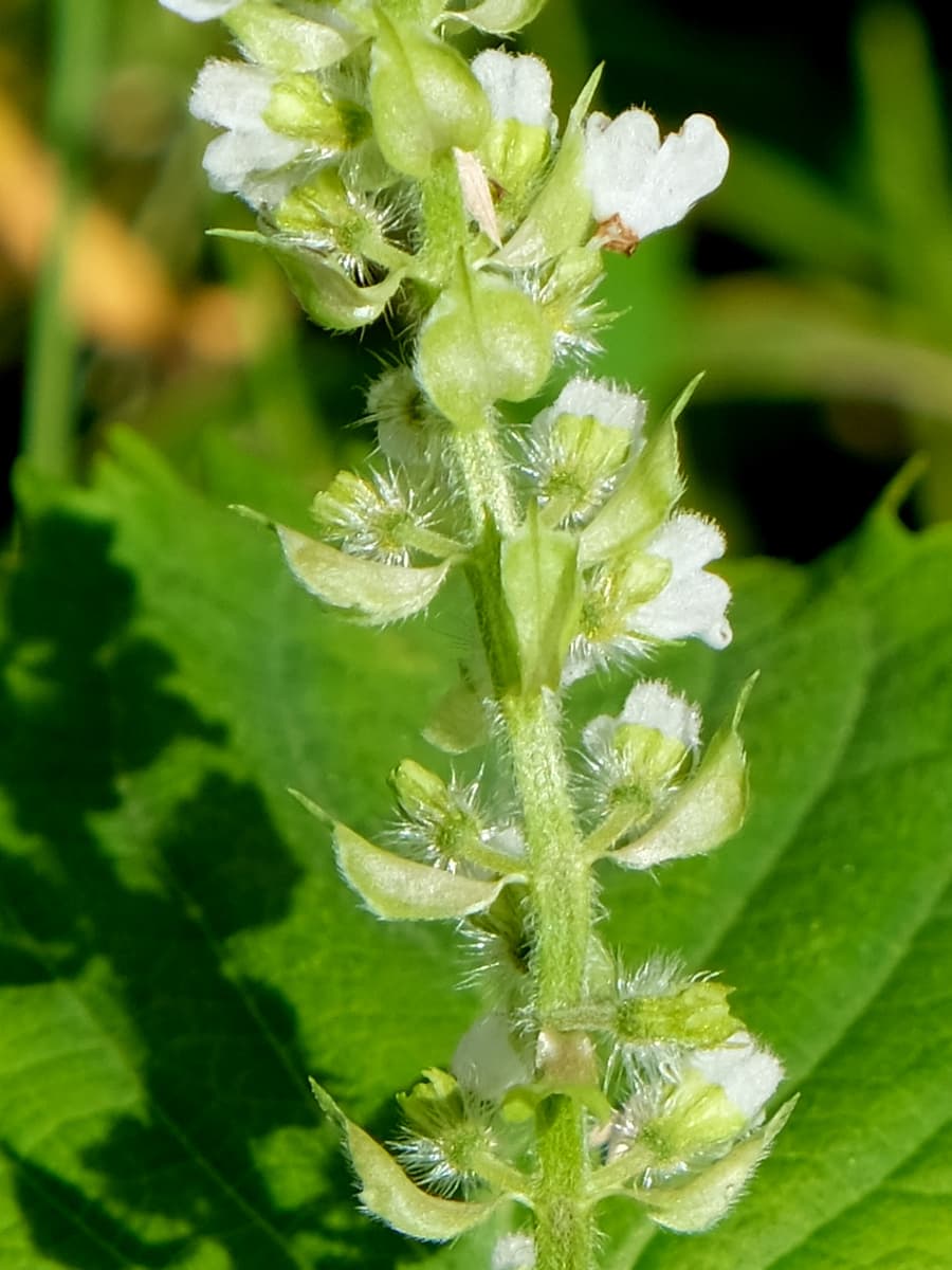 紫蘇の花20180928-2