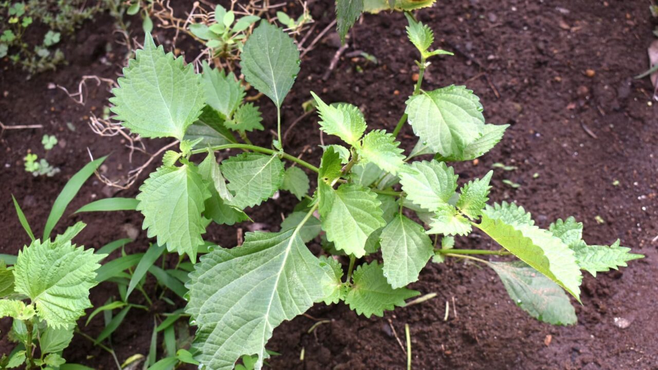 花つける前の紫蘇20190831